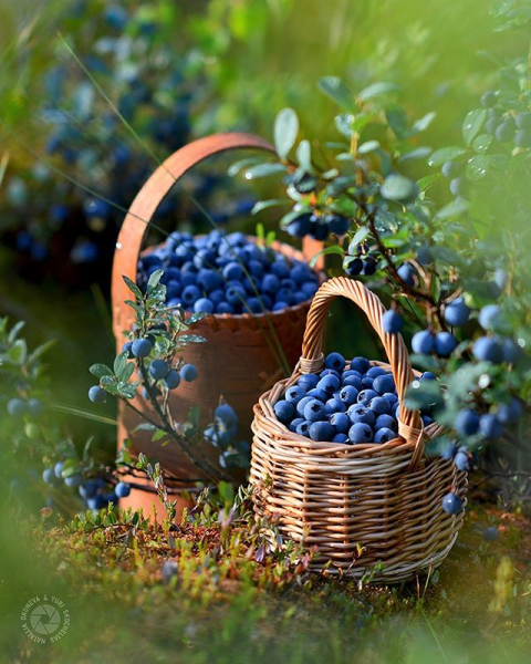 Ягоды в лукошке