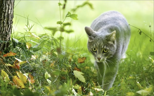Весенние коты