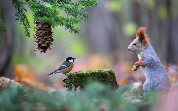 Чудеса живой природы