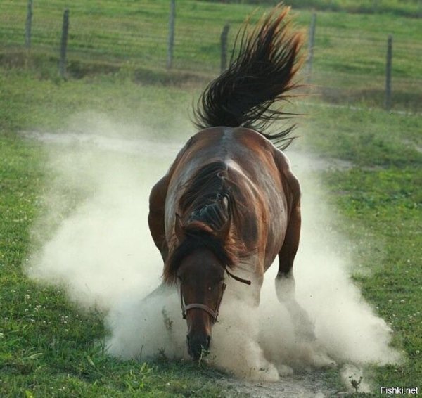 Жизнелюб наивное искусство