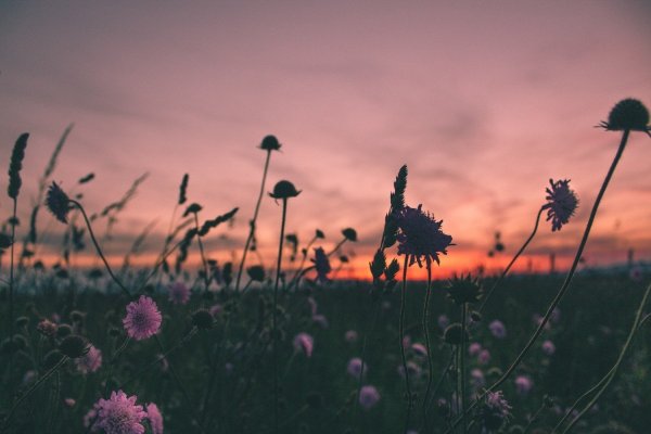 Поле с цветами Эстетика