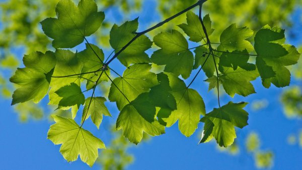 Листва деревьев