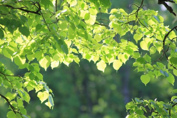 Листва деревьев фото