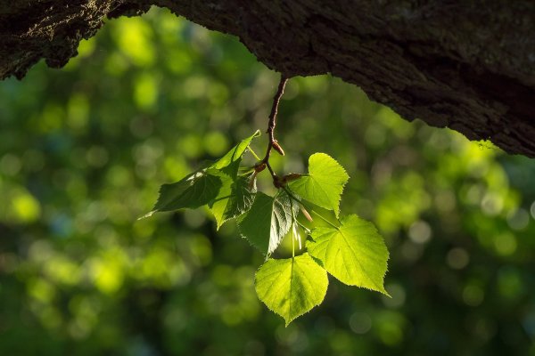 Листва деревьев