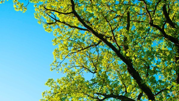 Ветка дерева