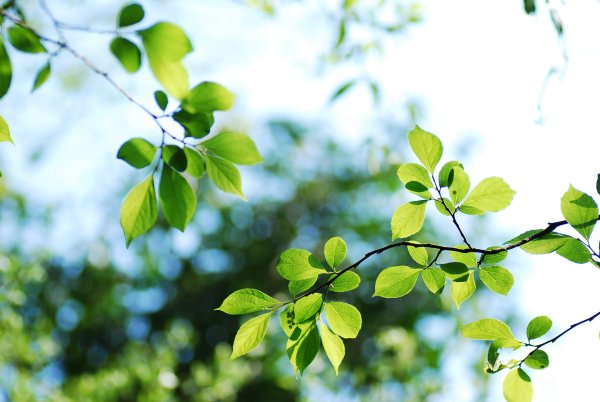 Ветка с листьями