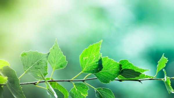 Листья деревьев