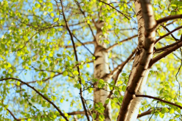 Весна березы