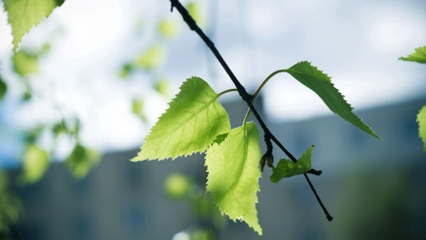 Весенние листья