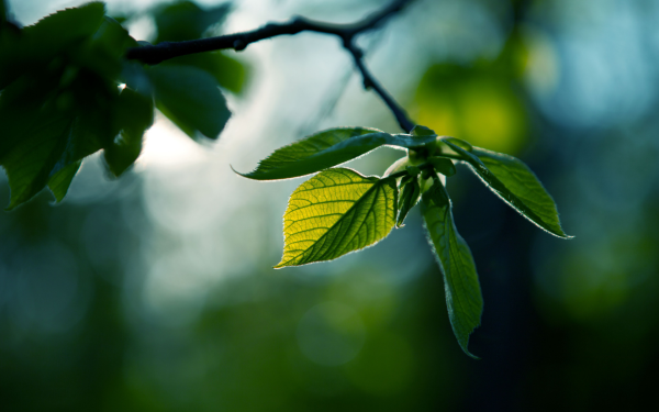 Красивая ветка с листьями