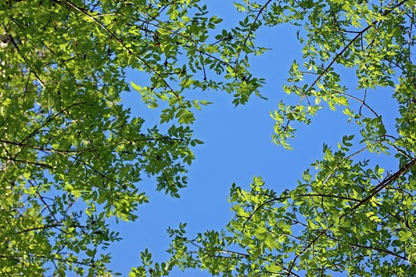 Ветка дерева летом