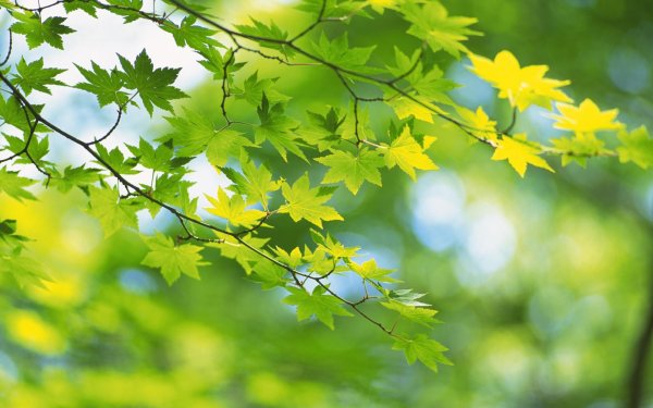 Листья лето