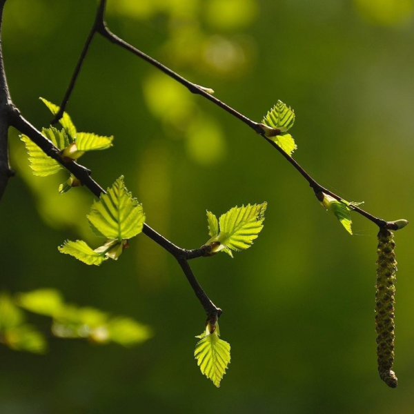 Свисающие ветки