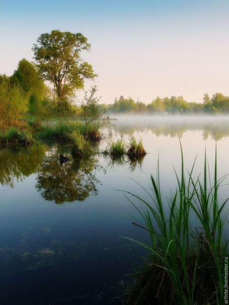 Красивая летняя природа