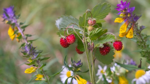 Летние цветы и ягоды