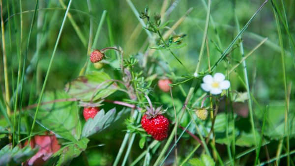 Космея цветок