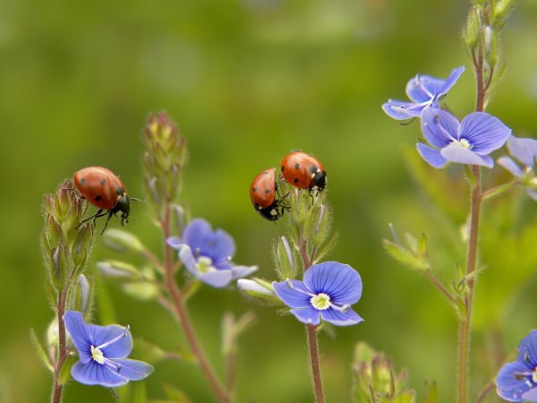 Июнь природа