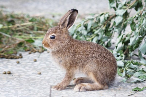 Заяц Беляк и Русак