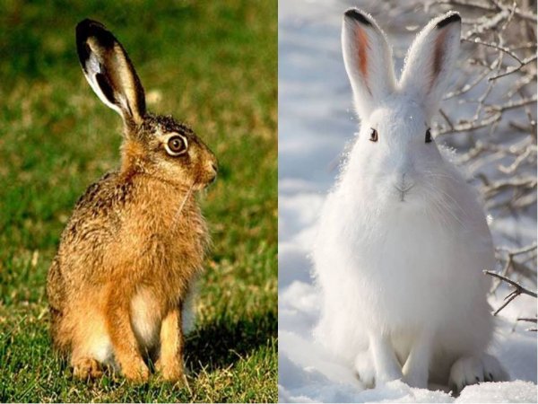 Заяц Беляк летом и зимой