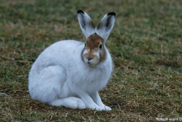 Заяц Беляк летом