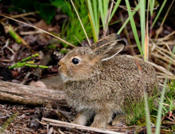 Заяц Русак с зайчатами