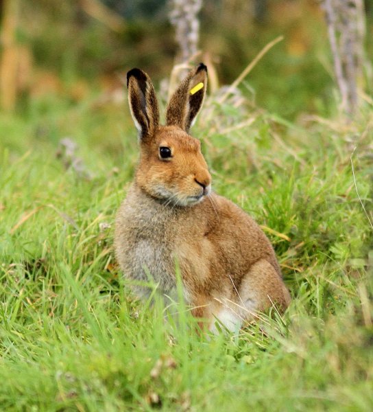 Зайцеобразные заяц Беляк