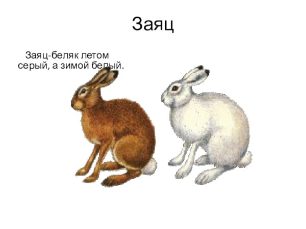 Заяц Беляк летом и зимой