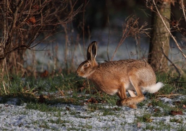 Заяц Русак линька