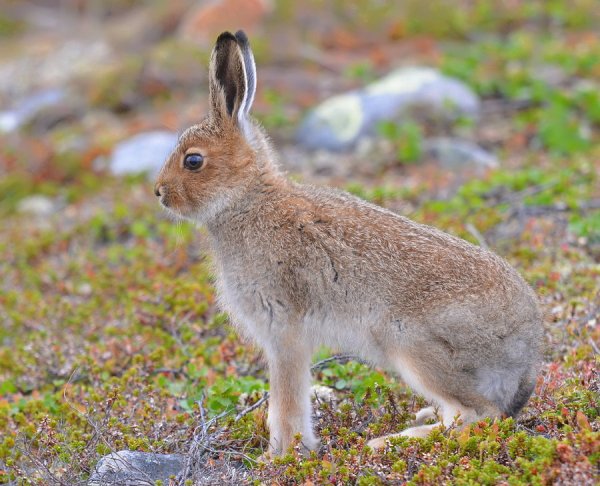 Заяц-Беляк Lepus timidus
