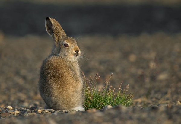 Заяц Русак зимой и летом