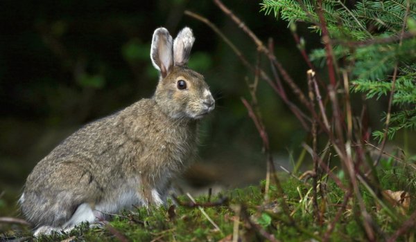 Беляк и Русак