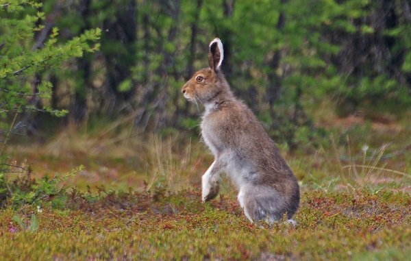 Заяц Русак Завидово