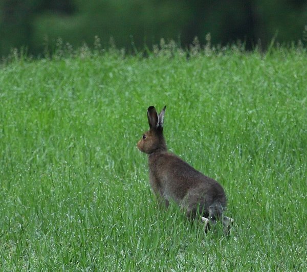 Заяц Беляк летом и зимой