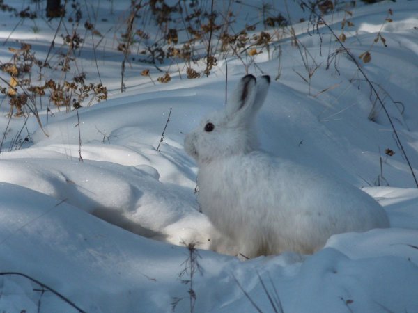 Заяц Беляк меняет Акрас