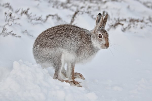 Заяц Русак в лесу