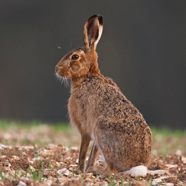 Полярный заяц Русак