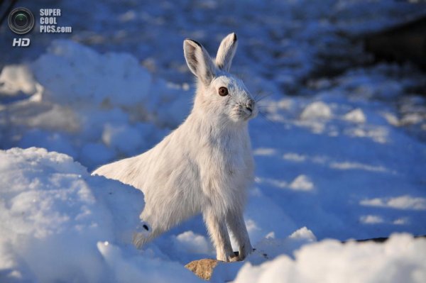 Скребицкий белая шубка