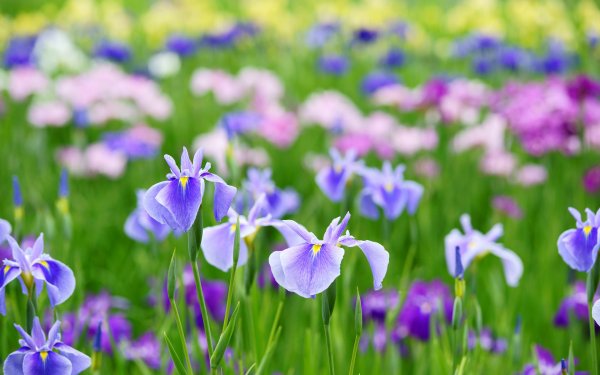 Природа река