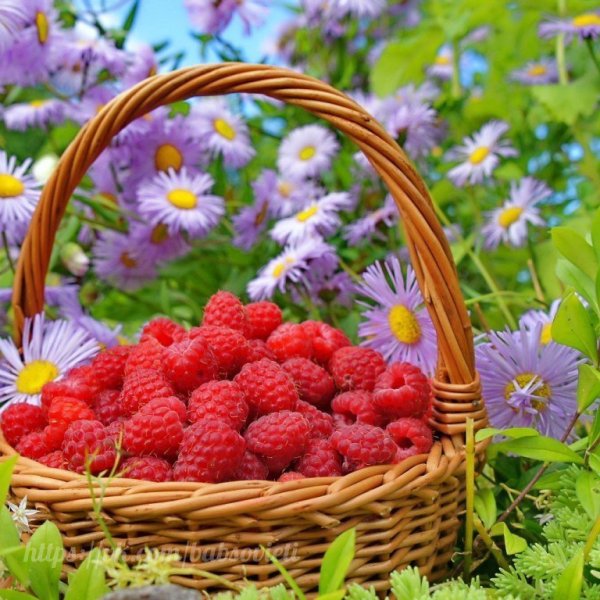 С новым июльским днем