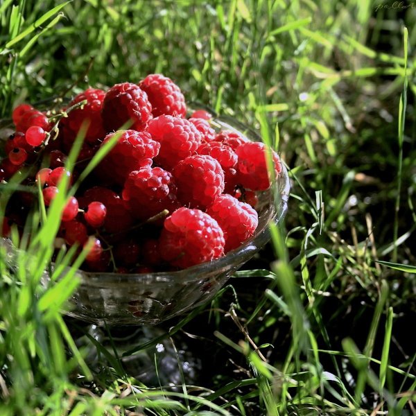 Ягоды России