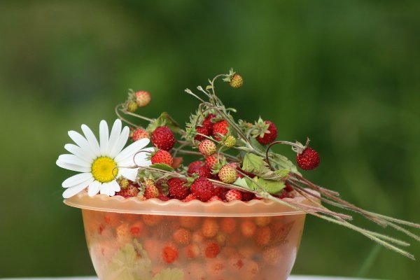 Лето ягоды радость