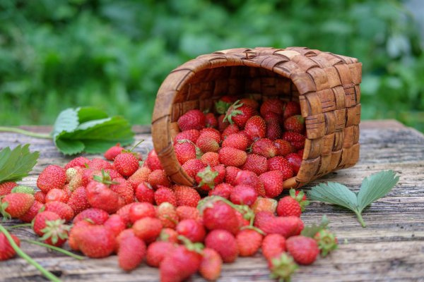 Ягоды летом