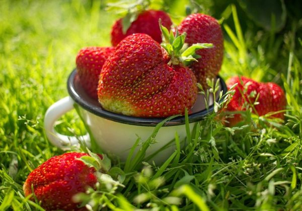 Корзина с ягодами на траве