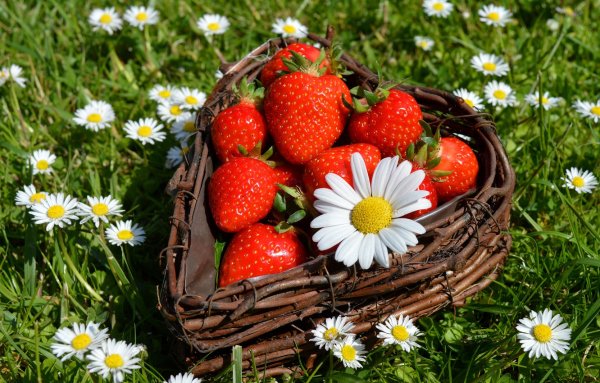 Букетик Лесной земляники