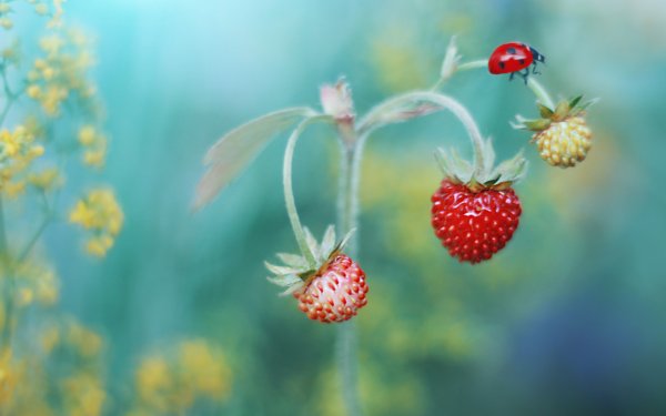 Осенние цветы и ягоды