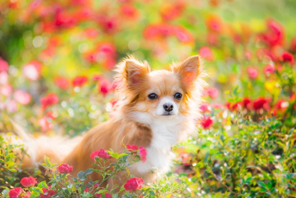 Золотистый ретривер