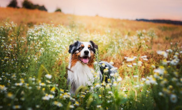 Милая овчарка