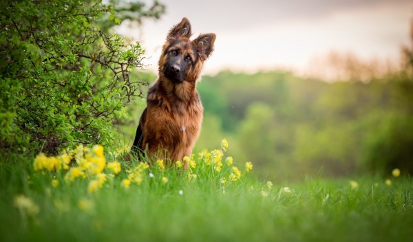 Золотистый ретривер