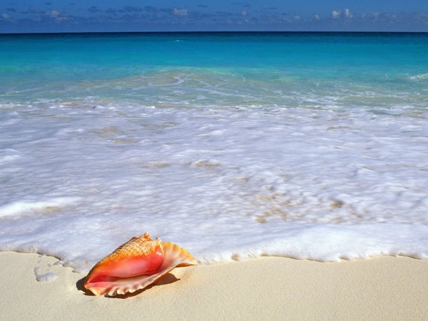 Полевые цветы бежевые