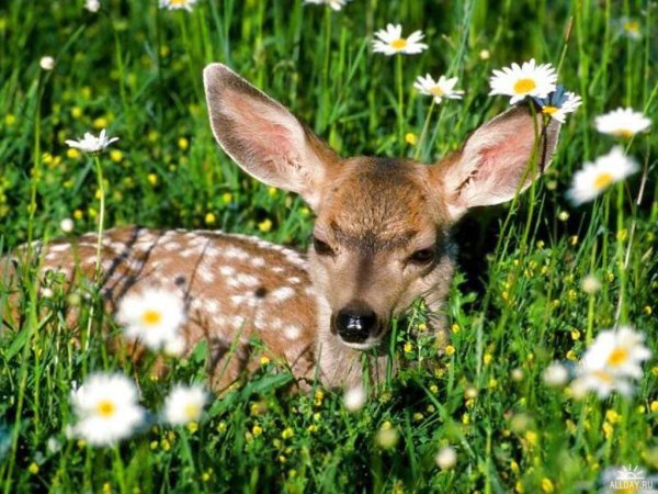 Растительный и животный мир